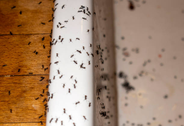 Best Best Pest Control Companies  in Winnfield, LA